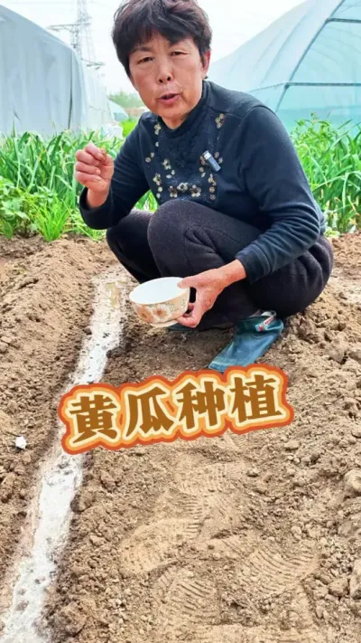 黄瓜露天可以种啦，怎样种发芽快呢！#三农 #黄瓜种植 #种植小技巧 #蔬菜杨大姐 #蔬菜种植 @DOU+小助手 @DOU+上热门 @抖音创作小助手