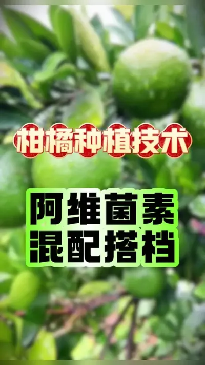 #dou上热门 阿维菌素的混配搭档 #柑橘种植 #虫害防治 #三农 #赣南脐橙