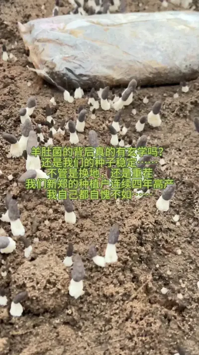 羊肚菌种植的背后真的有玄学吗？ #创作者中心 #创作灵感 #羊肚菌 #羊肚菌种植 #羊肚菌菌种