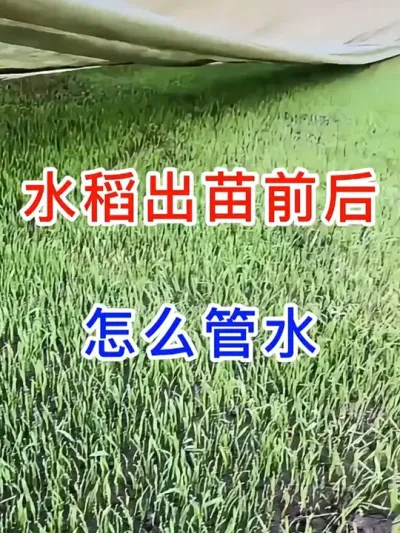 水稻出苗前后，水怎么管？ #记录我的劳动生活   #水稻种植技术   #分享农业知识帮农民增产增收   #农业种植 #三农