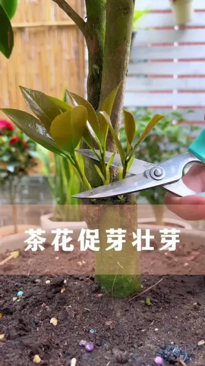 茶花长新芽后，再懒再忙记得做好这件事#茶花 #花卉绿植 #养花小知识