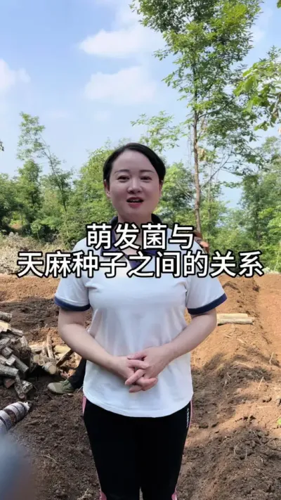 萌发菌和天麻种子之间的关系 #三农种植 #新农人计划 #天麻种植 @DOU+小助手