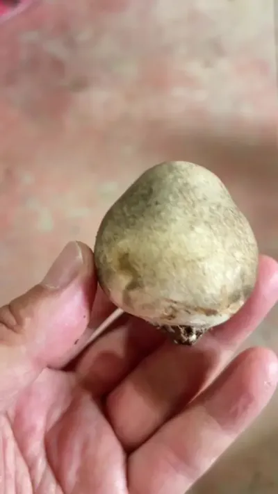 草菇刚出，任何事都要亲力亲为，踏踏实实做好食用菌的每一个细节 #创作者中心 #创作灵感 #草菇 #羊肚菌种植基地 #蘑菇