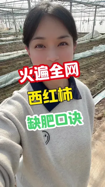 #西红柿种植 #记录我的种植生活 #大棚西红柿 点个关注 互相学习@抖音小助手