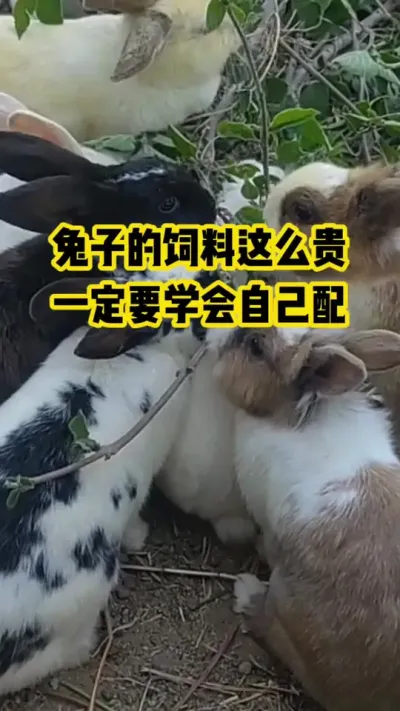 兔子的饲料这么贵，你要学会自己配#抖音三农#养殖#养兔