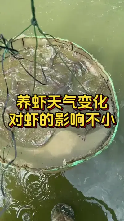 养虾天气变化，对虾的影响很大#养虾人 #水产人 #水产养殖 #嘉骏新水产 #嘉骏集团
