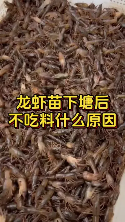 龙虾苗下塘后，不吃料什么原因#水产养殖 #养虾人 #水产人 #嘉骏新水产 #嘉骏集团