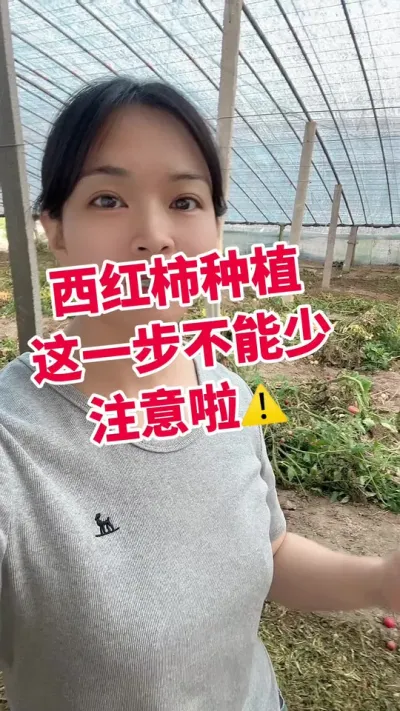 #西红柿种植 #大棚种植#闷棚#秸秆还田 点个关注吧@抖音小助手