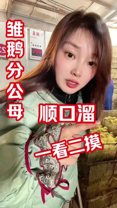 雏鹅分公母：一看二摸#养鹅人#养鹅#农村创业养殖 #养鹅技术分享