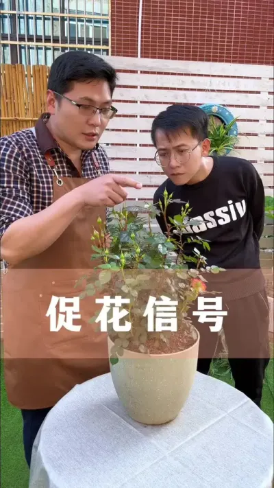 这些促花信号记得住，花开爆盆没难度#花卉绿植 #养花小知识 #爱生活爱养花