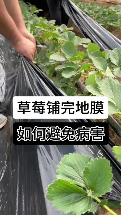 草莓铺完地膜如何避免病害#草莓种植管理技术和方法 #分享农业知识帮农民增产增收 #草莓种植 #草莓种植基地 #草莓种植方法