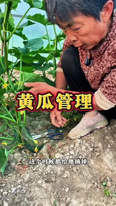黄瓜管理小技巧#三农 #黄瓜 #蔬菜杨大姐 #种植小技巧 #关注我一起学种菜 @DOU+上热门 @抖音创作小助手 @DOU+小助手