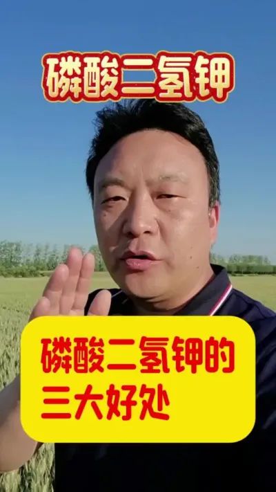 磷酸二氢钾的三大好处。#磷酸二氢钾的使用 #服务三农支持三农