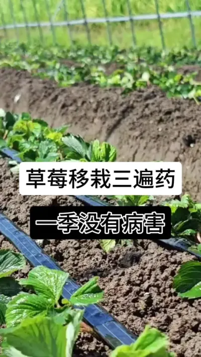 草莓移栽三遍药一季没有病害#草莓种植管理技术和方法 #草莓种植方法 #草莓种植