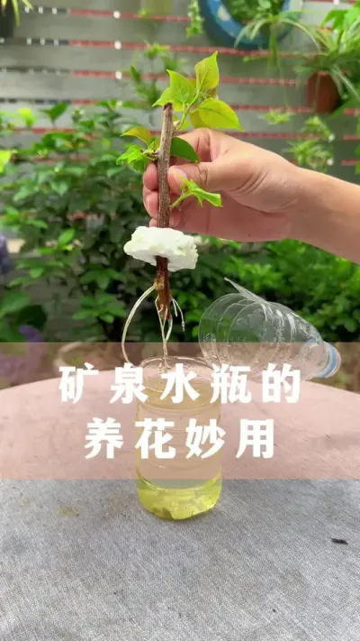 矿泉水瓶养花的妙用#花卉绿植 #养花小技巧  #爱生活爱养花 #分享养花经验