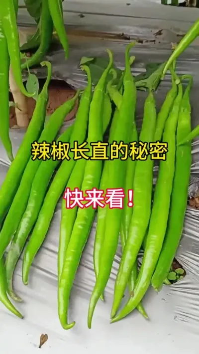 辣椒长直的秘密，快来看！ #三农 #农业种植 #辣椒种植