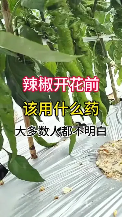 辣椒开花前。该用什么药？很多人都不明白 #农业种植 #三农  #辣椒种植