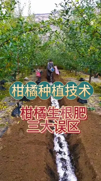 #上热门 柑橘生根肥三大雷区！踩一个亏一年，老农手把手教你避坑#柑橘种植 #新农人计划 #增产增收才是硬道理 #抖音助农