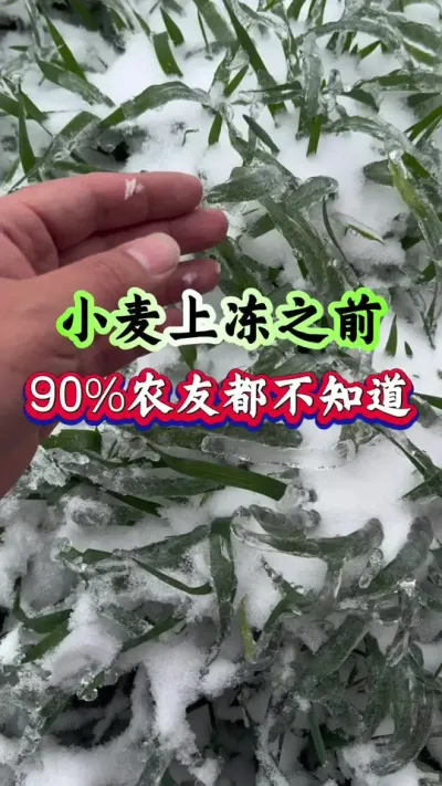 小麦上冻之前，90%农友都不知道！ #种植小技巧 #传播农业小知识 #小麦种植 #羟芸烯效咗