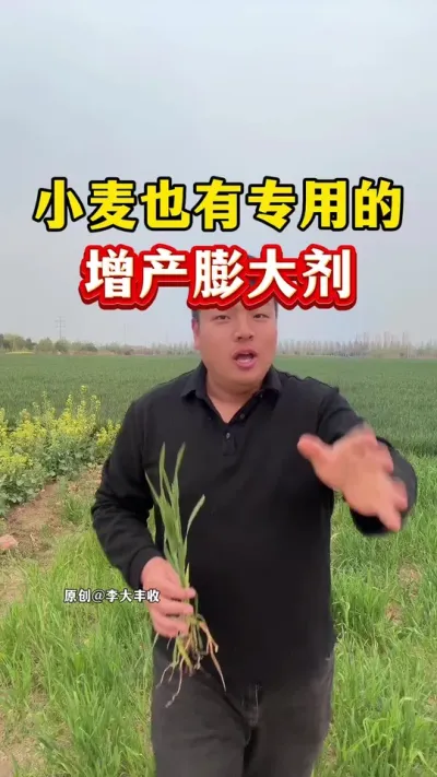 你知道吗？小麦也有专业的膨大剂！ #小麦种植 #种植小技巧 #传播农业小知识 #膨大剂 #苄氨烷醇小麦膨大剂