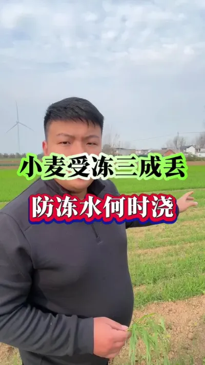 小麦受冻三成丢！防冻水何时浇？ #小麦种植 #小麦越冬水 #小麦防冻水 #种植小技巧