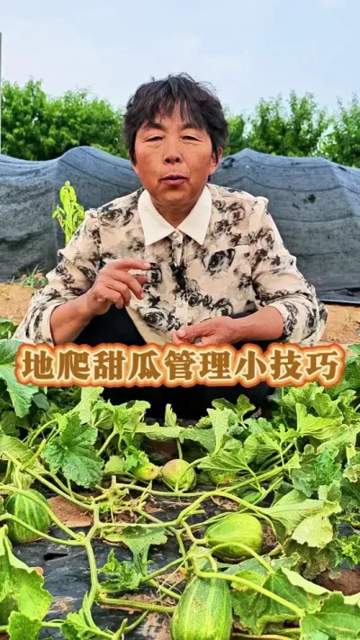 地爬甜瓜管理小技巧！#甜瓜种植 #甜瓜管理 #三农 #蔬菜杨大姐 #蔬菜种植 @DOU+上热门 @DOU+小助手 @抖音创作小助手