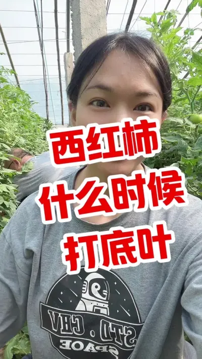 #西红柿种植 #大棚西红柿 #记录我的种植生活  点个关注 互相学习吧@抖音小助手