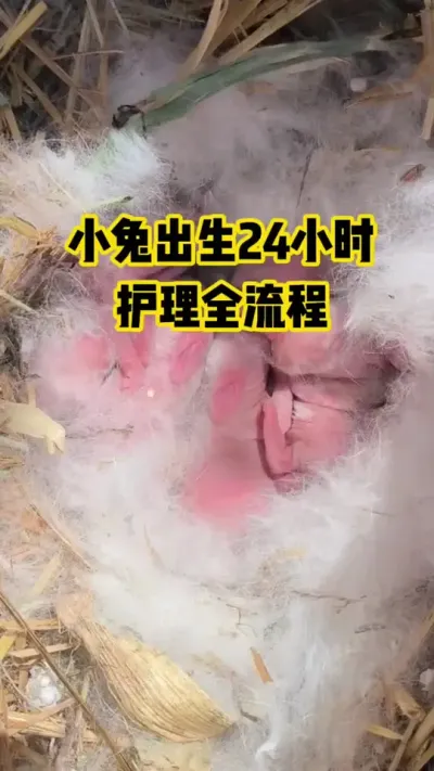 小兔出生24小时，护理全流程#抖音三农#养鹅#养殖
