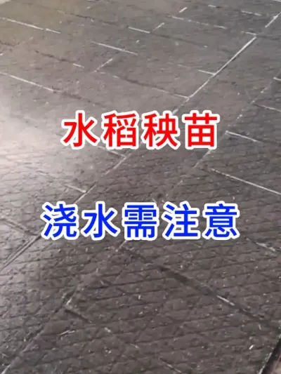 水稻秧苗浇水需注意 #农业种植 #三农 #农业大棚 #新农人计划 #服务三农支持三农