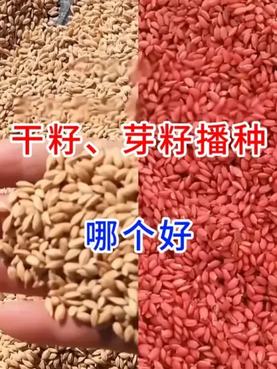 干籽、芽籽播种，哪个好？ #分享农业知识帮农产增收  #农业种植  #农业种植小技巧  #种子 #三农