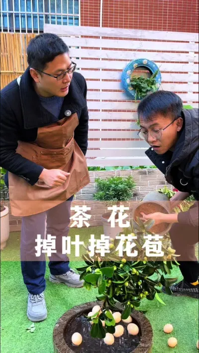 茶花掉叶掉花苞的正确处理方法#茶花 #花卉绿植 #养花小知识 #爱生活爱养花