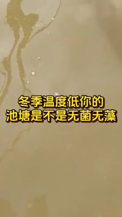冬季温度低，你的池塘是不是无菌无藻#小棚养虾 #养虾人 #南美白对虾 #水产人 #水产养殖