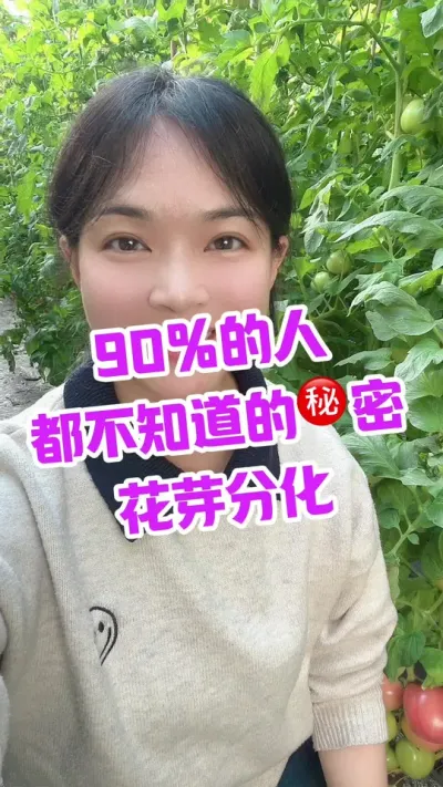 #西红柿种植#花芽分化#大棚种植  点个关注 互相学习吧@抖音小助手