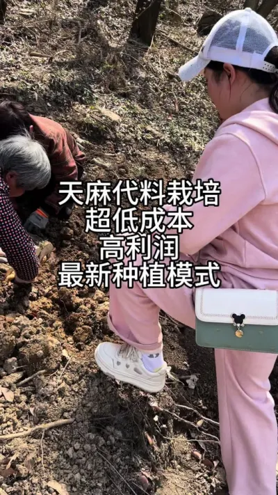 天麻代料栽培超低成本高利润最新模式 #新农人创业 #农村生活 #天麻种植