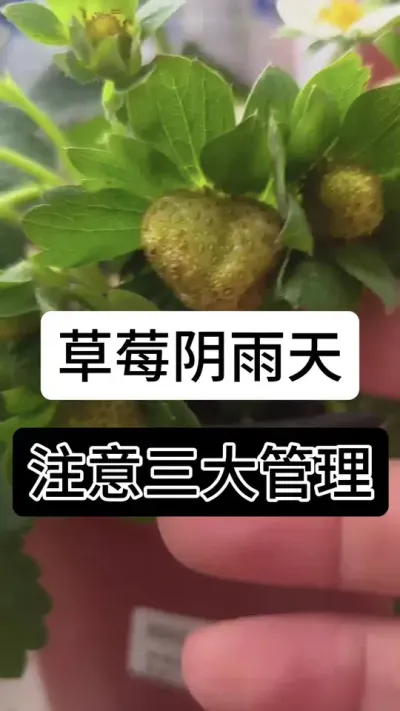 草莓阴雨天注意三大管理#草莓种植管理技术和方法 #草莓种植方法 #草莓种植 #草莓种植基地 #服务三农支持三农