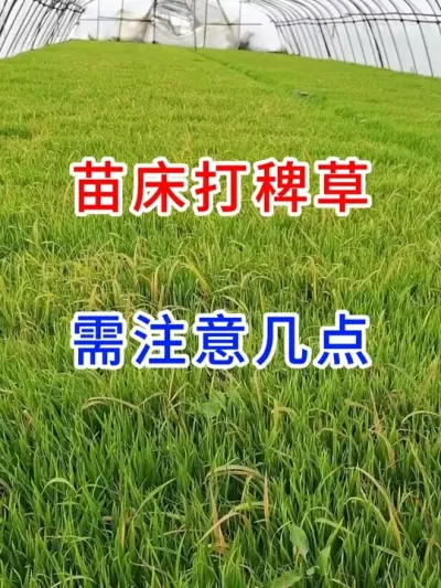 苗床打稗草需注意几点 #传播农业种植小知识  #农业种植小知识  #每天分享农业种植小知识 #分享农业知识帮农民增产增收