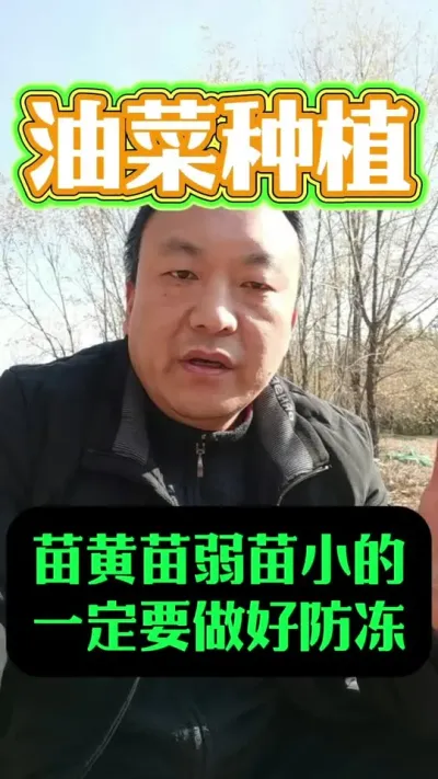 苗黄苗弱苗小的更要做好防冻#油菜种植#防冻抗寒