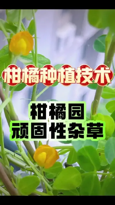 #dou上热门 柑橘园四大&ldquo;钉子户&rdquo;杂草！治不住它们，你的果园至少减产30%！果农必看根治方案#柑橘种植 #增产增收才是硬道理 #科学用药 #农业植保知识分享