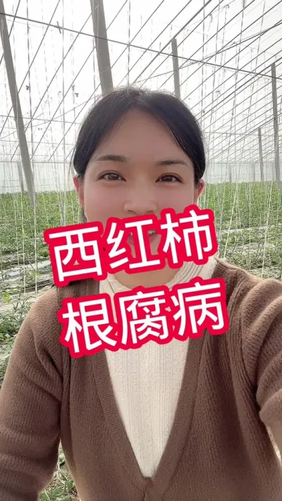 #西红柿种植#记录我的种植生活 #大棚种植#根腐病 小黄车下单@抖音小助手
