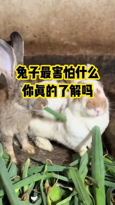 兔子最害怕什么，你真的了解吗#抖音三农#养殖#养兔