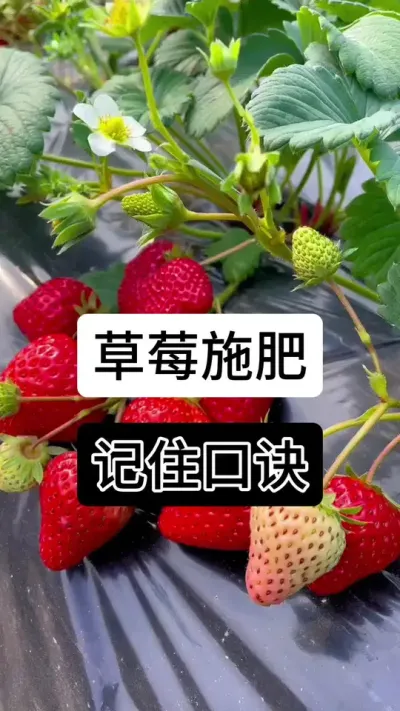 草莓施肥记住口诀#草莓种植管理技术和方法 #草莓种植 #草莓种植方法 #草莓养护方法