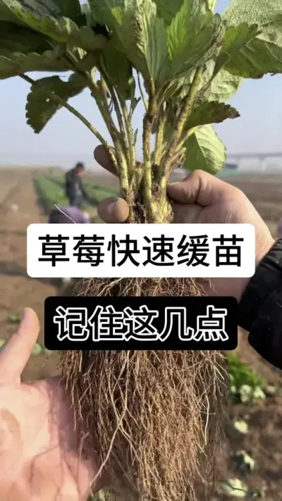 草莓快速缓苗记住这几点#草莓种植管理技术和方法 #分享农业知识帮农民增产增收 #草莓种植 #服务三农支持三农 #草莓种植方法