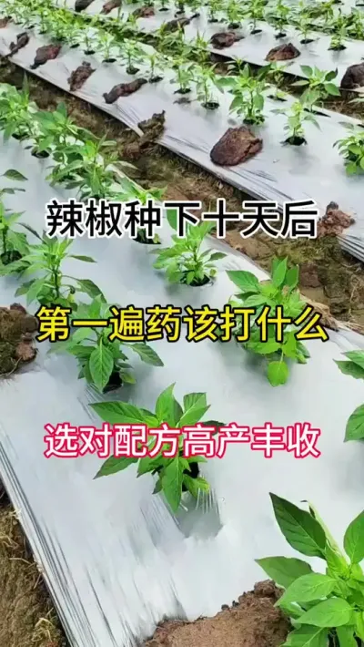 辣椒种下10天后，第一遍要该打什么，选对配方，高产丰收 #三农 #辣椒种植 #农业种植
