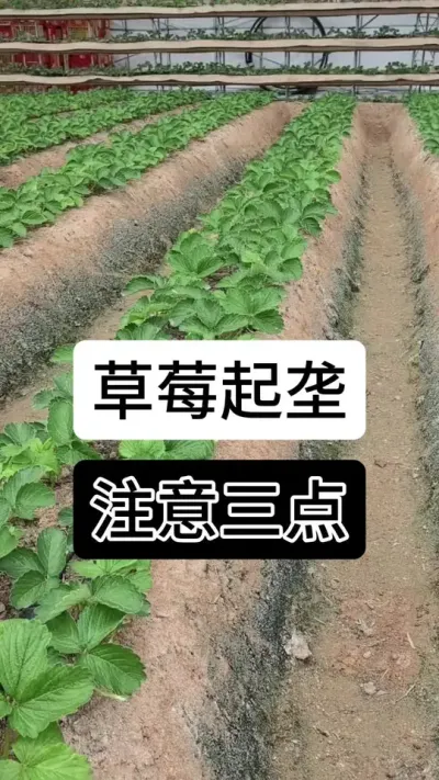 草莓起垄注意三点#草莓种植管理技术和方法 #草莓种植方法 #草莓种植