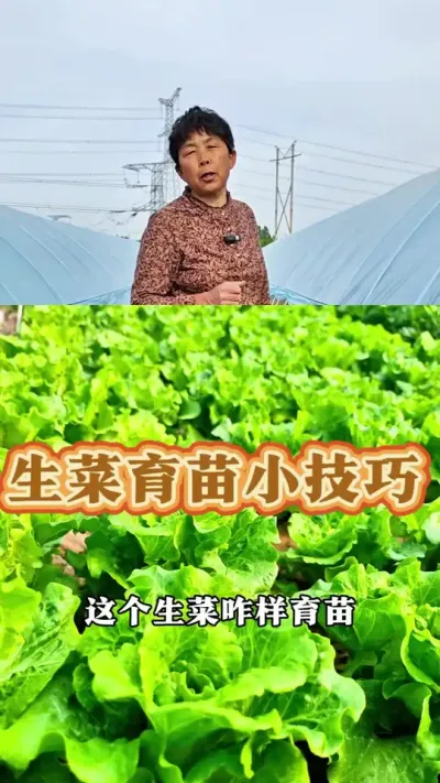 生菜怎样育苗发芽快呢，赶紧种起来吧！#生菜 #蔬菜种植技术 #生菜育苗 #三农 #蔬菜杨大姐 @DOU+小助手 @DOU+上热门 @抖音创作小助手