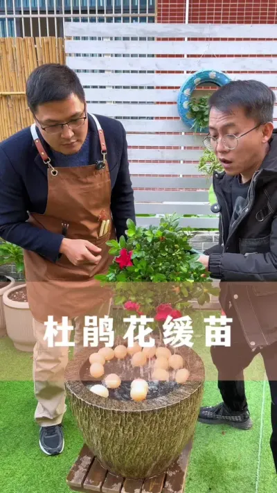 养杜鹃花，很多人第一步就做错了#花卉绿植 #养花小知识 #爱生活爱养花 #分享养花经验