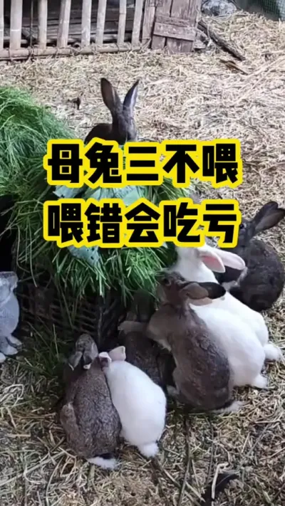 母兔三不喂，喂错吃大亏#抖音三农#养殖#养兔