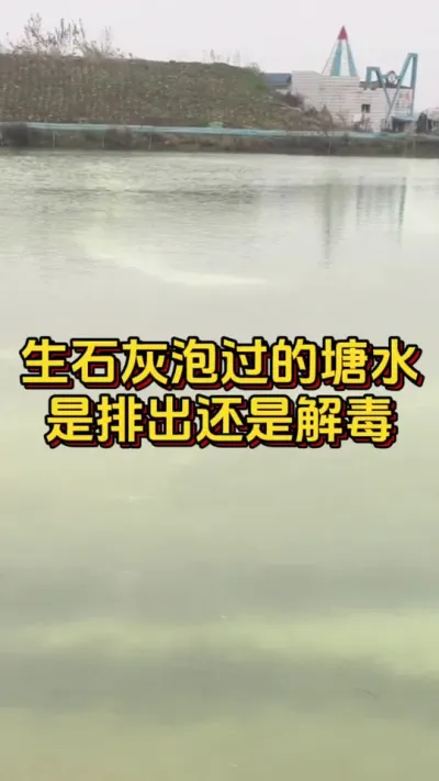 生石灰泡过的塘水，是排出还是解毒#水产养殖 #养虾人 #水产人 #小棚养虾 #南美白对虾