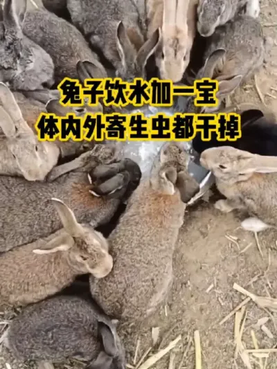 兔子饮水加一宝，体内外寄生虫都干掉#抖音三农#养殖#养兔