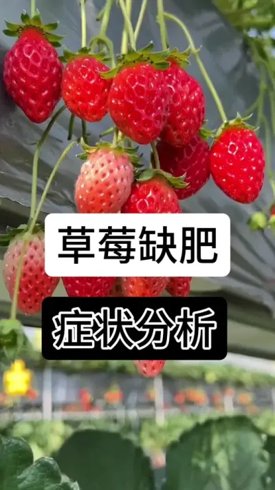 草莓缺肥症状分析#草莓种植管理技术和方法 #草莓种植方法 #草莓种植 #草莓种植基地 #服务三农支持三农